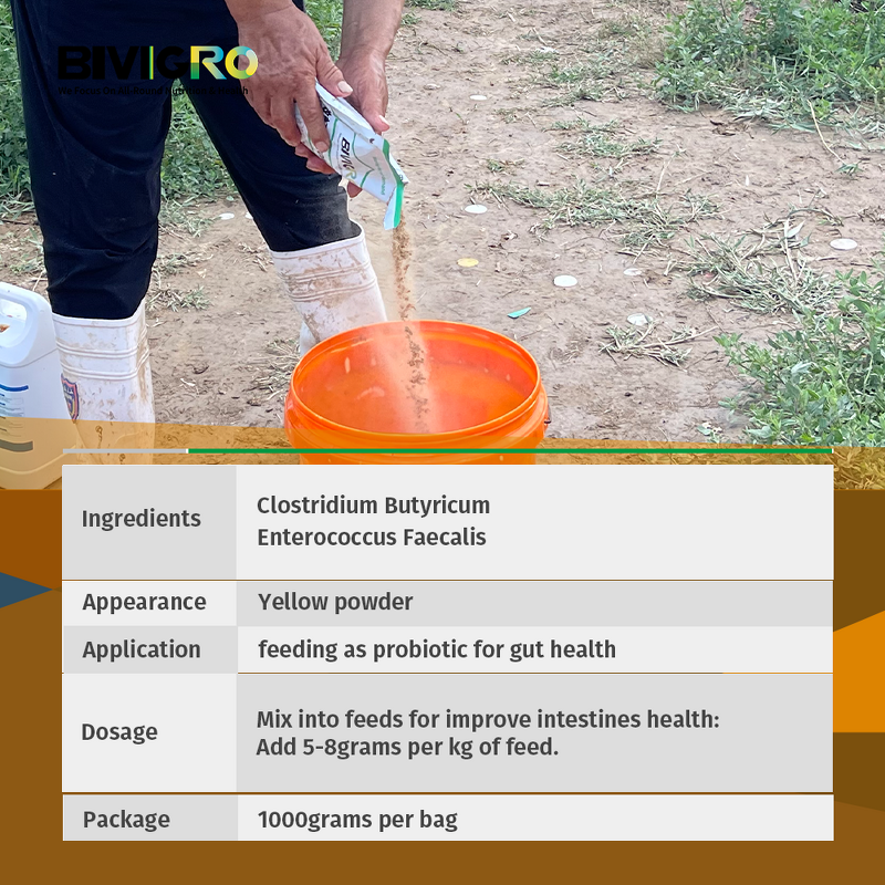 Clostridium Butyricum Probiotic - Shrimp Penaeus Vannamei Black Tiger Prawn Gut Health