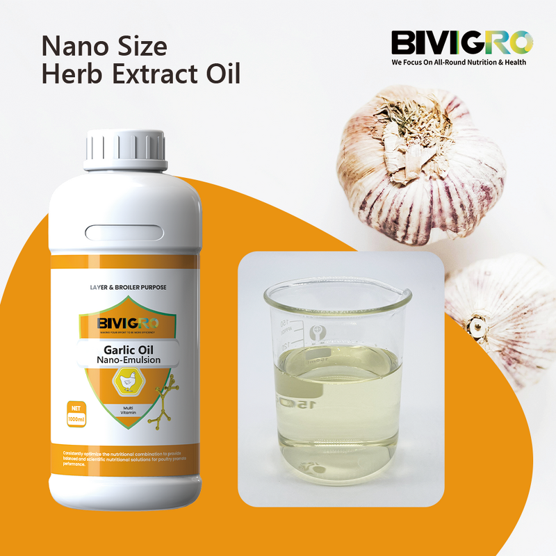 Garlic Oil Extract - Allicin Nano Emulsion Poultry Gut Health Antibacterial