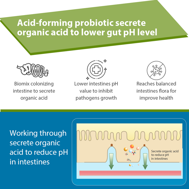 Clostridium Butyricum Probiotic - Feed Grade Poultry Pig Cattle Fish Shrimp Pet
