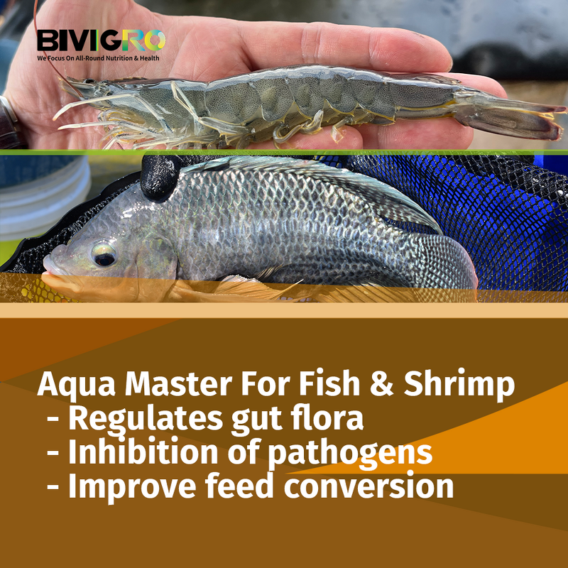 Clostridium Butyricum Probiotic - Shrimp Penaeus Vannamei Black Tiger Prawn Gut Health