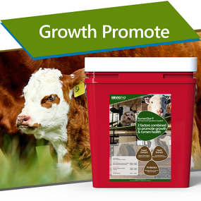 Rumenstar Regulator - Microencapsulated Herb Yeast Probiotic Cattle Sheep Growth