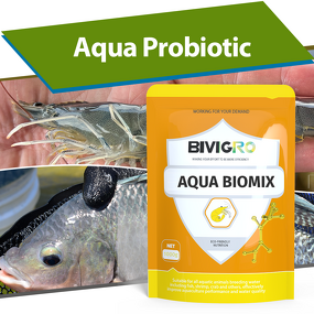 Clostridium Butyricum Probiotic - Shrimp Penaeus Vannamei Black Tiger Prawn Gut Health