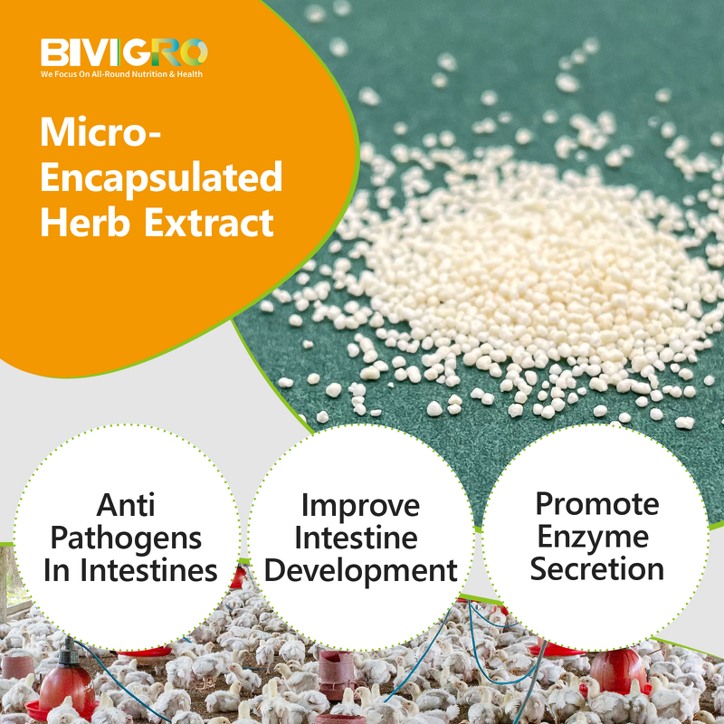Microcapsulated Thyme Extract - Feed Grade Thymol Enteric Coated Animal Performance