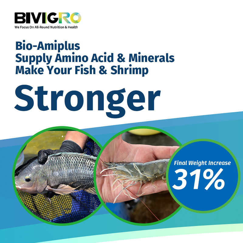 Amino Acid Chelated Minerals - Liquid Shrimp Organic Nutrition Growth Promotion