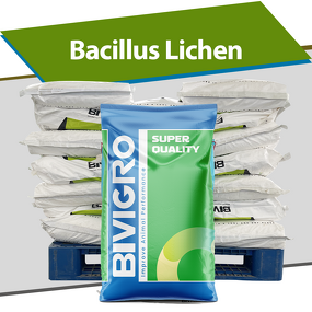 Bacillus Licheniformis Probiotic - Feed Grade Poultry Pig Cattle Fish Shrimp