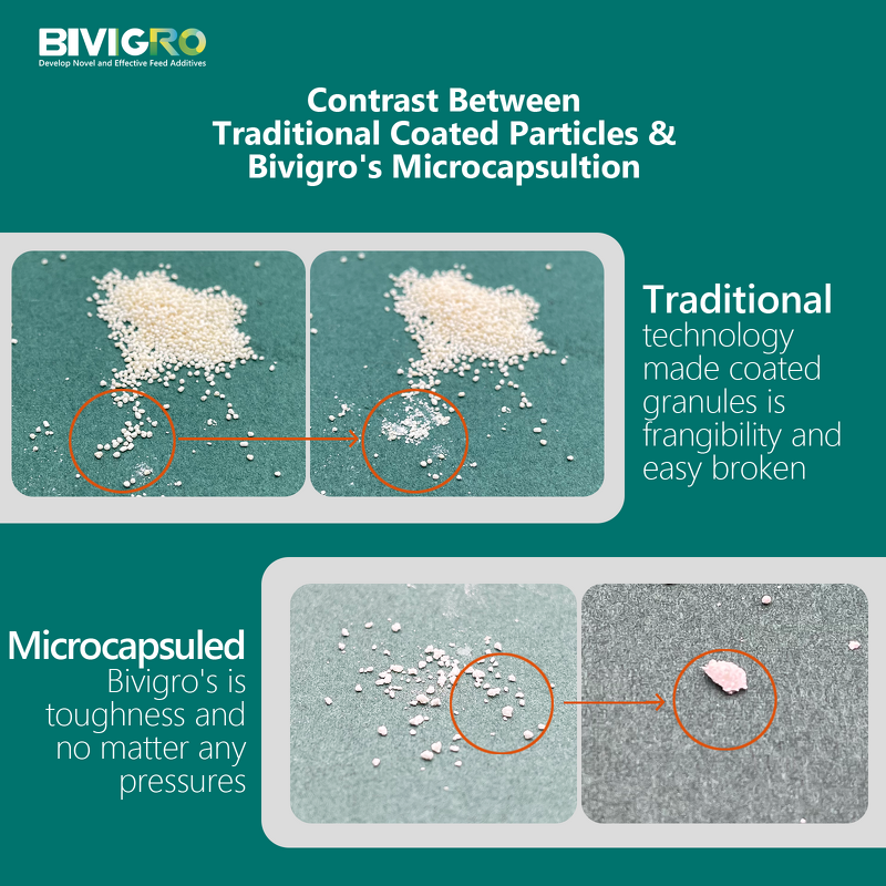Microcapsulated Thyme Extract - Feed Grade Thymol Enteric Coated Animal Performance