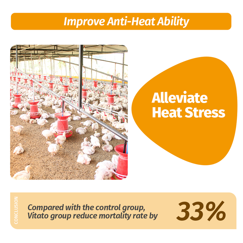 Vitato Poultry Supplement - Taurine Vitamin C Anti Heat Stress for Chicken