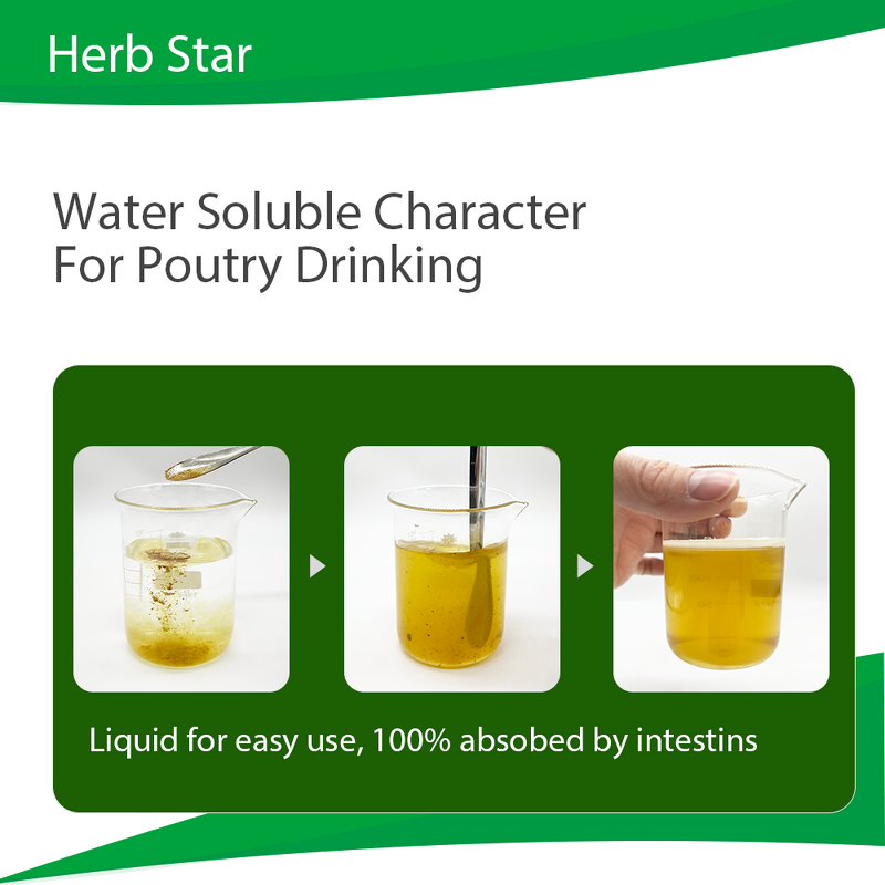 Herb Star Extract - Echinacea Poultry Anti Respiratory Virus Supplement