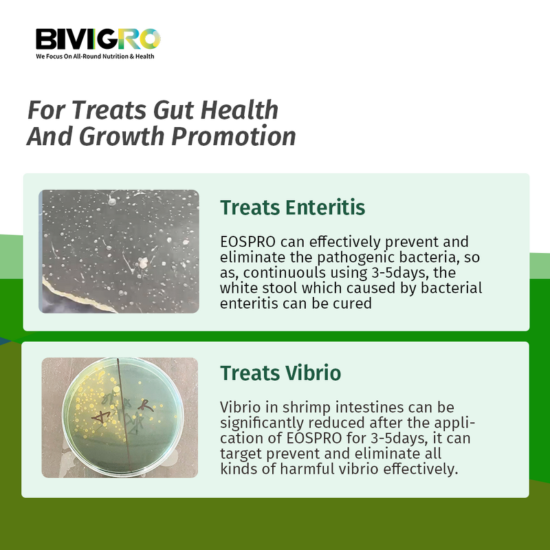 Cinnamon Oregano Oil Extract - Aquatic Fish Crab Shrimp Growth Weight Gain Enteritis