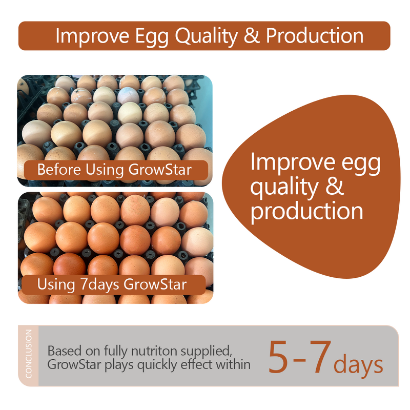 Growstar Poultry Supplement - Microencapsulated Herb Yeast Probiotic Growth Egg Boost