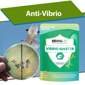 Vibrio Master Probiotic - Special Aquaculture Shrimp Anti Vibrio Infection