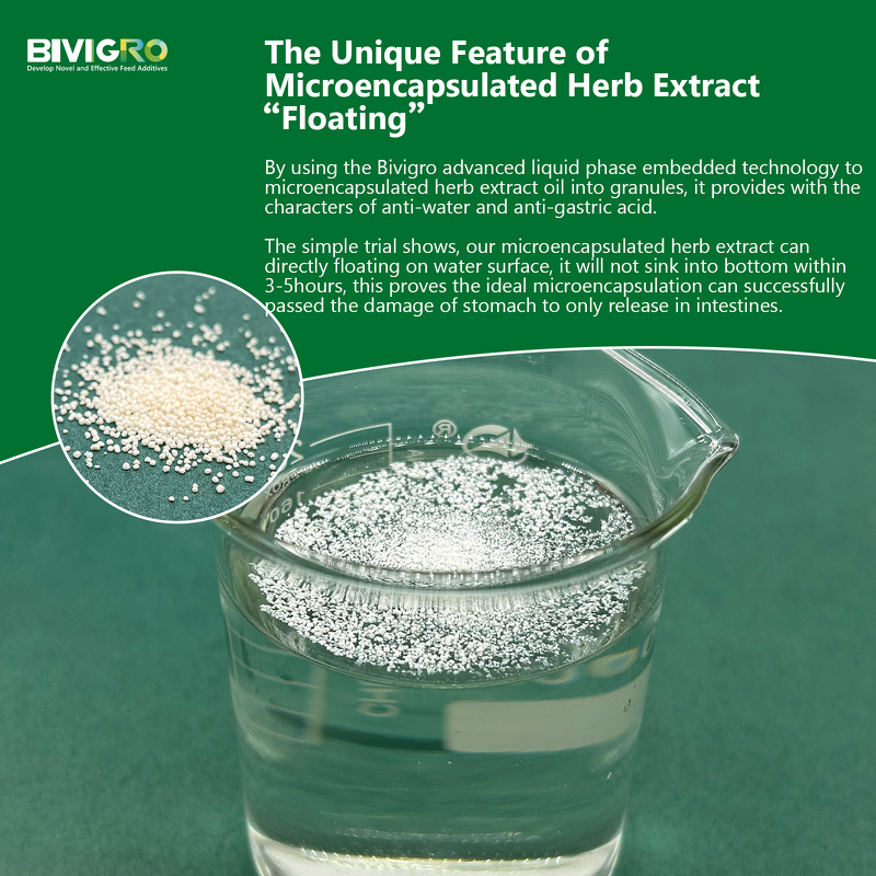 Microcapsulated Thyme Extract - Feed Grade Thymol Enteric Coated Animal Performance