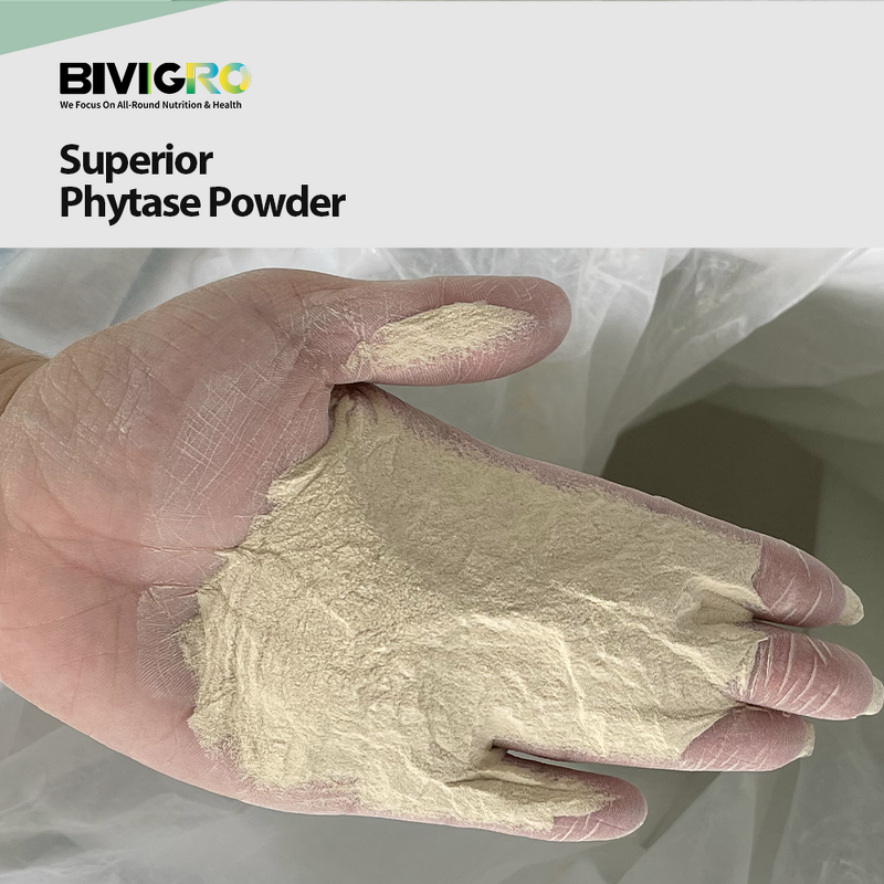 Phytase Feed Enzyme - Powder Granule Anti Heat Resistance Competitive Price