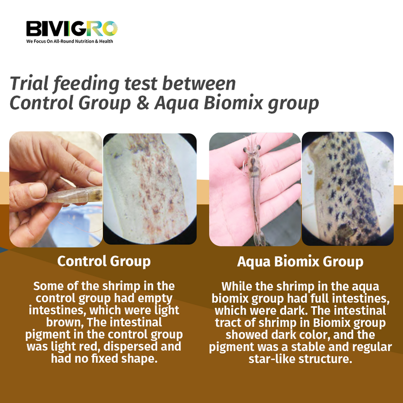 Clostridium Butyricum Probiotic - Shrimp Penaeus Vannamei Black Tiger Prawn Gut Health