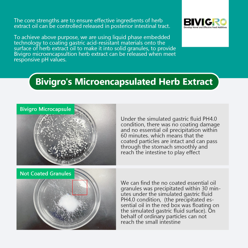 Microcapsulated Oregano Extract - Feed Grade Carvacrol Enteric Coated Animal Performance