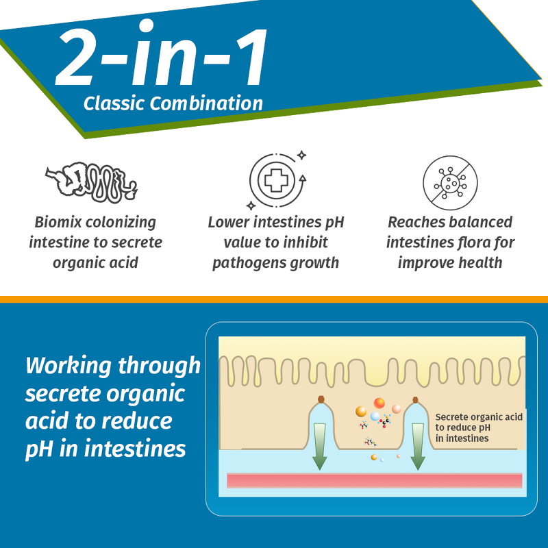 Clostridium Butyricum Probiotic - Feed Grade Poultry Chicken Gut Health Flora Regulation