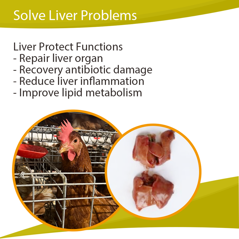 Liver Star Supplement - Milk Thistle Silybum Poultry Liver Protect Recovery