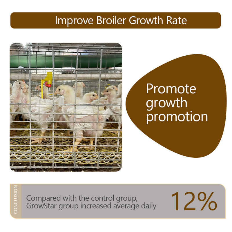 Growstar Poultry Supplement - Microencapsulated Herb Yeast Probiotic Growth Egg Boost