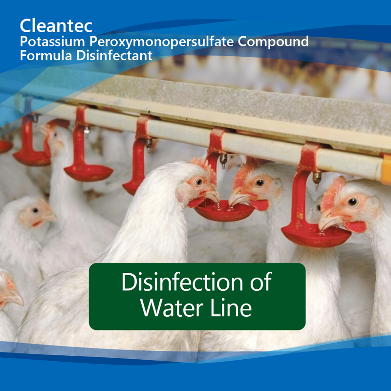 Potassium Peroxymonosulfate Disinfectant - Poultry Farm Chicken Coop Disinfection