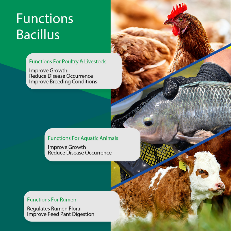 Bacillus Licheniformis Probiotic - Feed Grade Poultry Pig Cattle Fish Shrimp