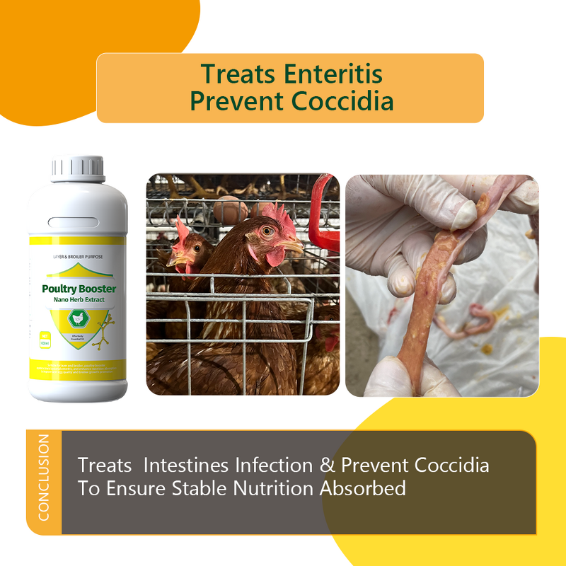 Cinnamon Thyme Oil Extract - Nano Emulsion Poultry Antibacterial Oral Liquid