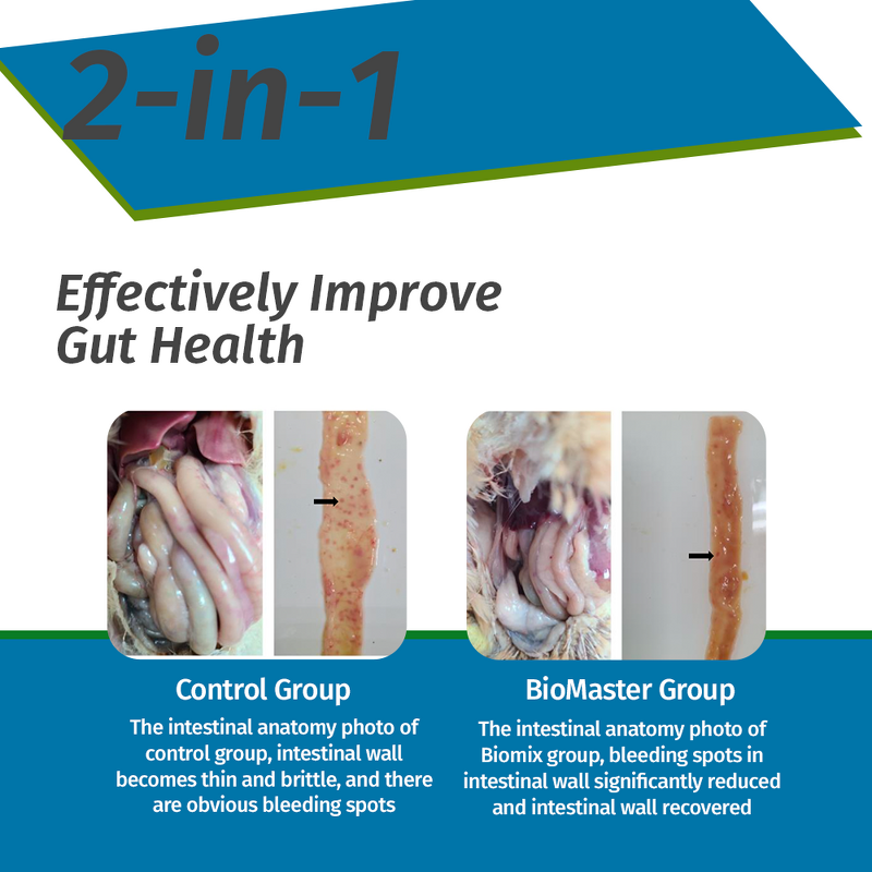 Clostridium Butyricum Probiotic - Feed Grade Poultry Chicken Gut Health Flora Regulation