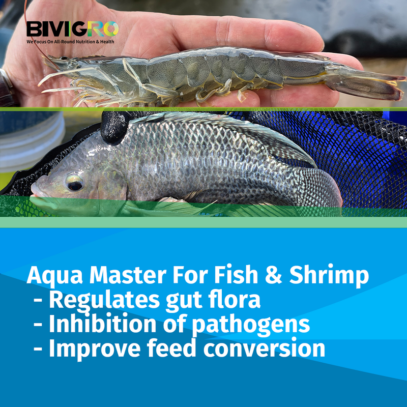 Aqua Bacillus Subtilis Probiotic - Shrimp Fish Biofloc Farming Pond Water Treatment