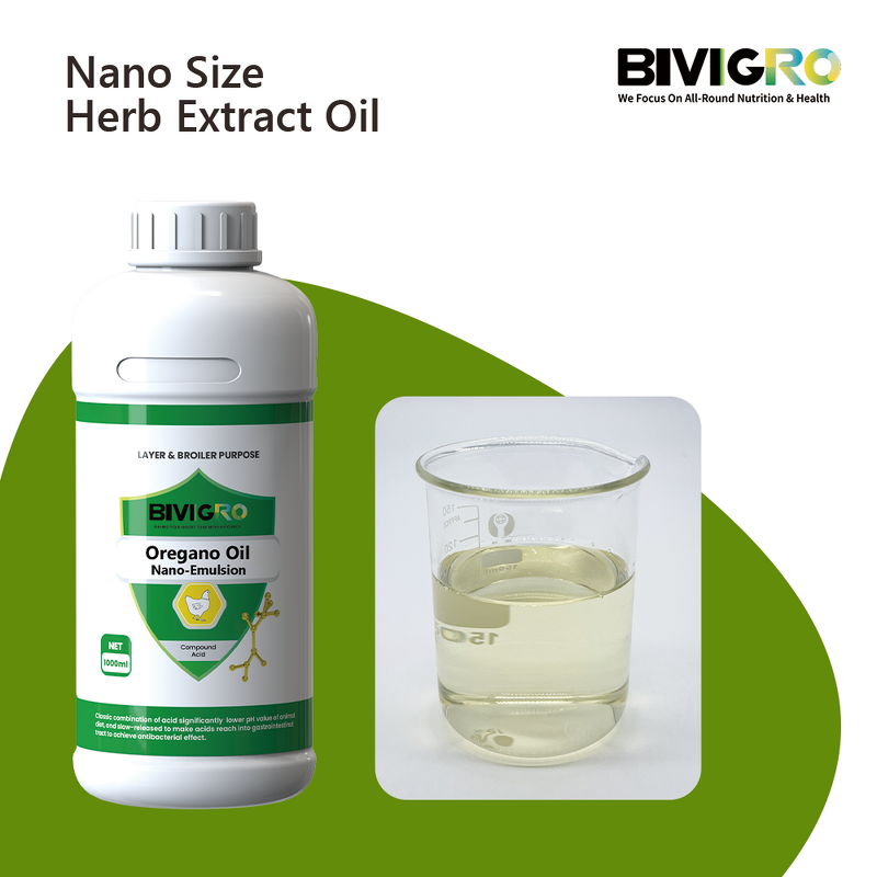 Oregano Oil Extract - Carvacrol Nano Emulsion Poultry Gut Health Antibacterial