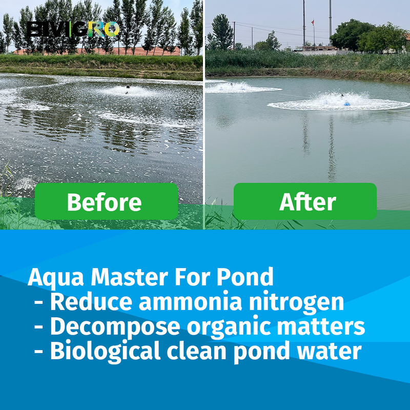 Aqua Bacillus Subtilis Probiotic - Shrimp Fish Biofloc Farming Pond Water Treatment