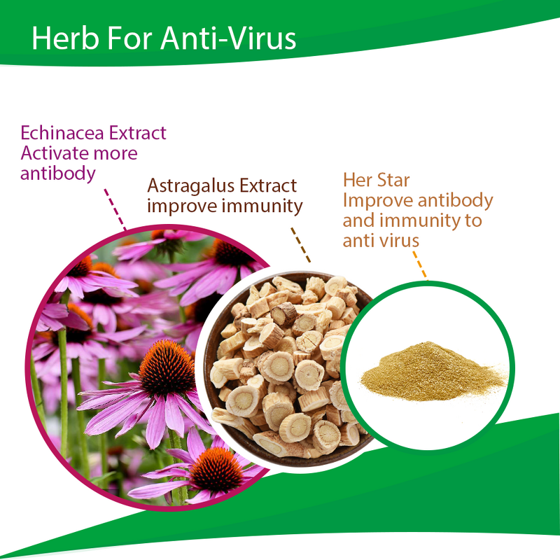 Herb Star Extract - Echinacea Poultry Anti Respiratory Virus Supplement
