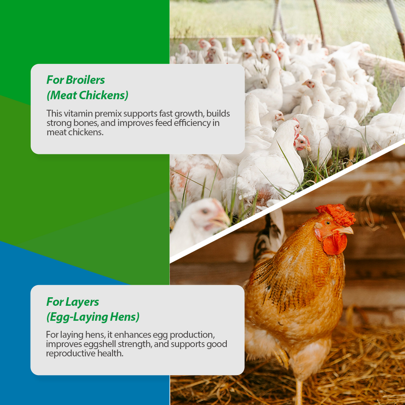 Poultry Multivitamin Premix - Feed Grade Water Soluble Broiler Layer Hen