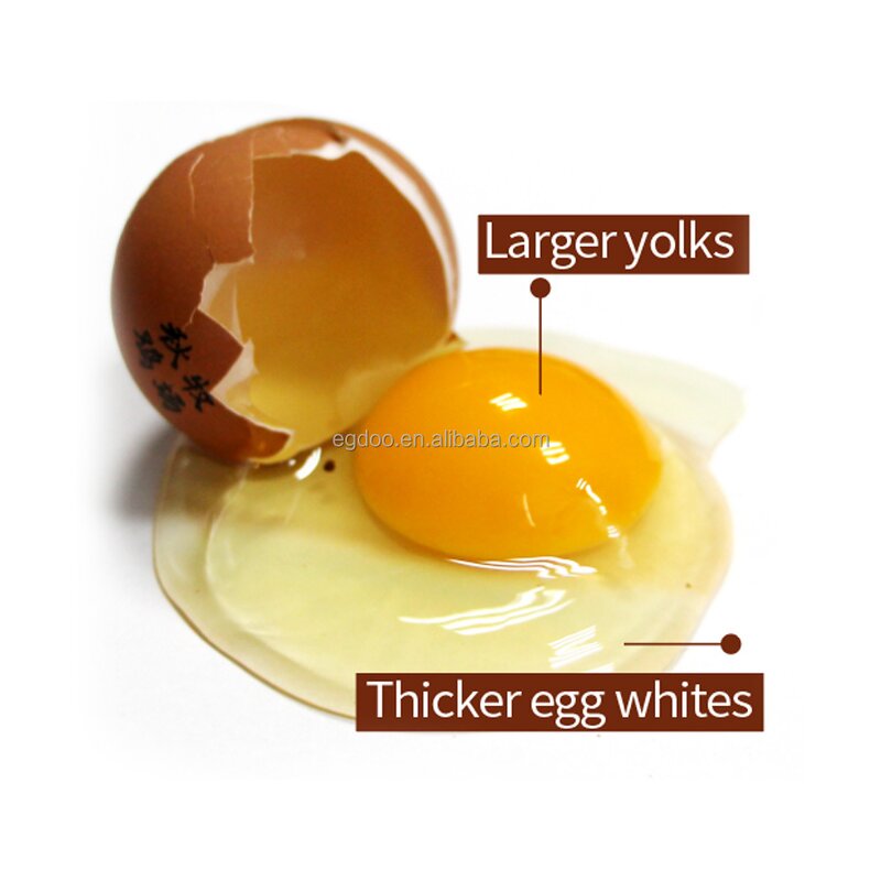 Poultry Feed Premix Manufacturer - for Laying Hens to Enhance Eggshell Density