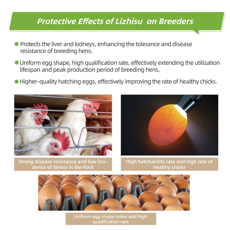 Chicken Breeder Blend Manufacturer - Enzyme Compound to Promote Digestion