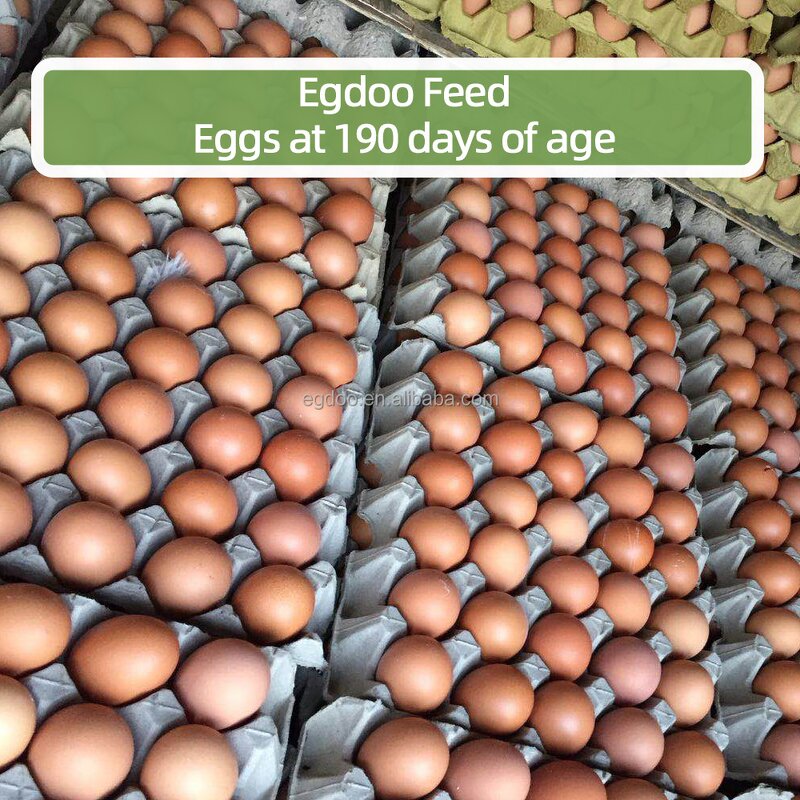 Feed Additives Manufacturer - Vitamin Premix for Laying Hens to Increase Egg Weight