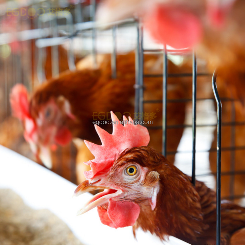 Chick Premix Manufacturer - Early Brooding DHA-Infused for White Leghorn Hens