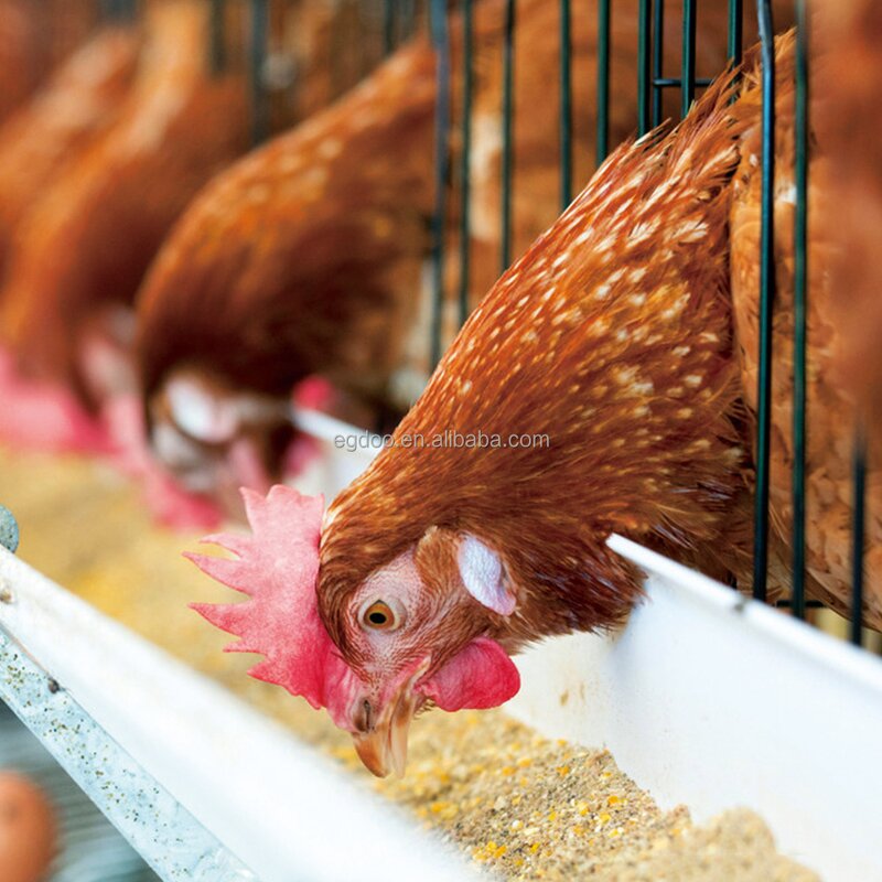 Layer Premix Manufacturer - Vitamin-Enriched for Nutrient Absorption & Prolapse Prevention