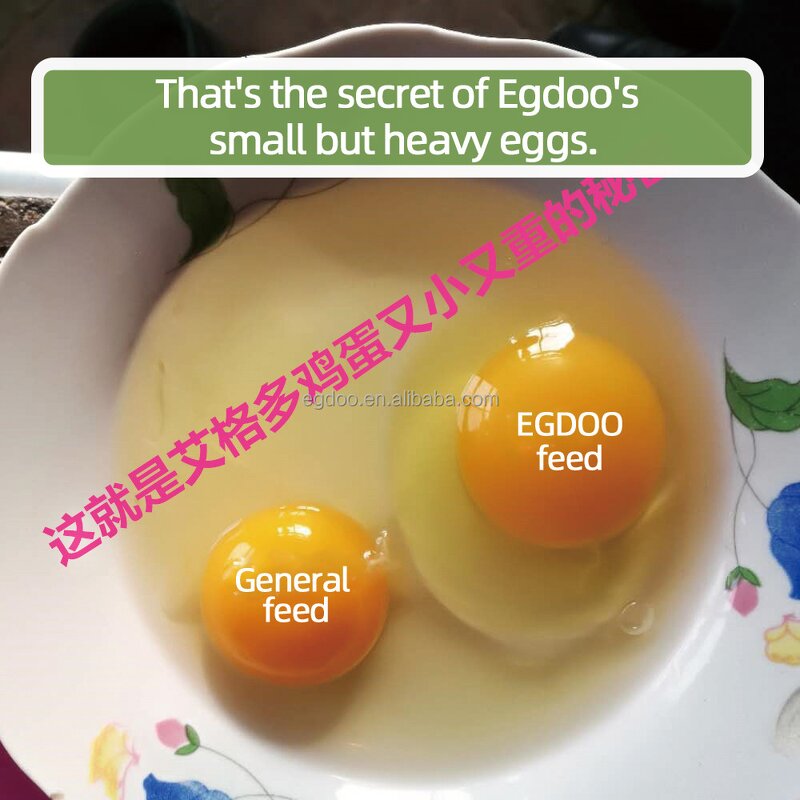 Poultry Feed Additives Manufacturer - for Hens Chicks Immunity Enhancement Hot