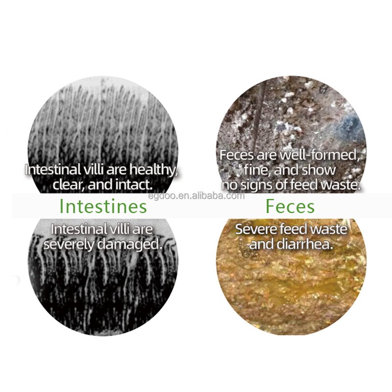 Poultry Feed Additives Manufacturer - for Hens Chicks Immunity Enhancement Hot