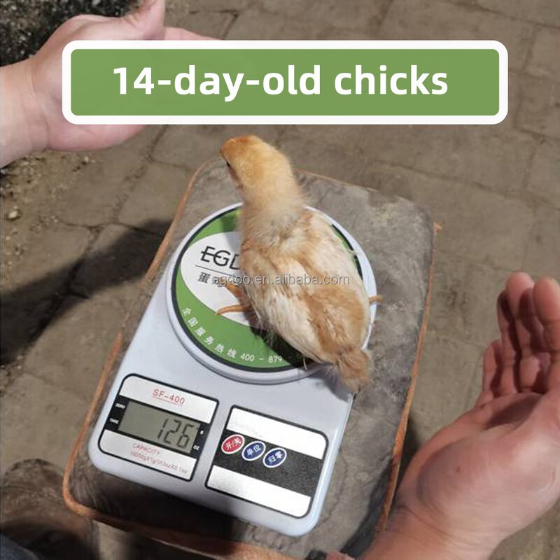 Layer Premix Manufacturer - Vitamin-Enriched for Nutrient Absorption & Prolapse Prevention