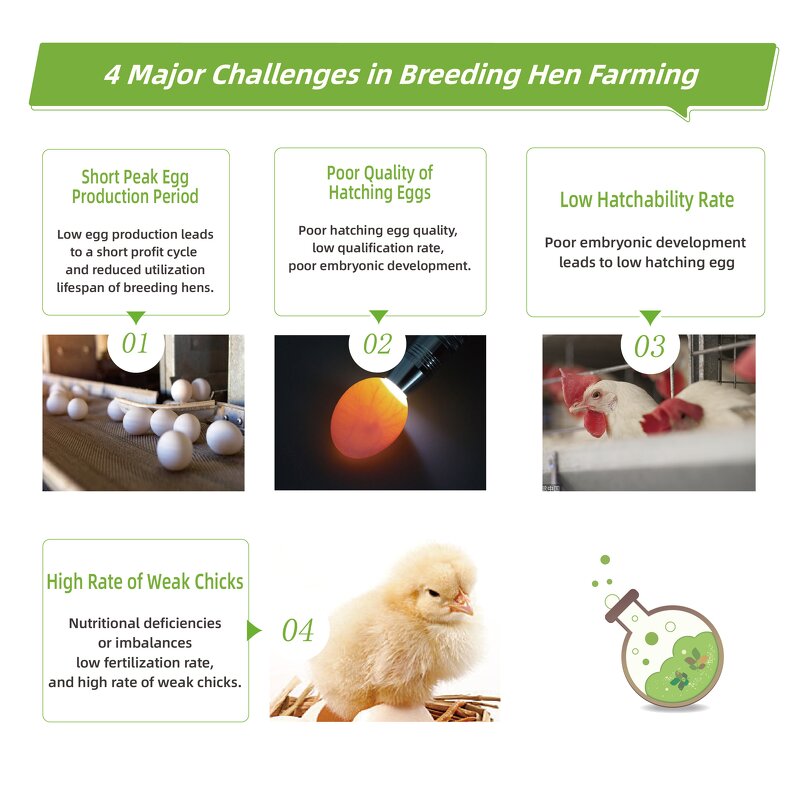 Breeding Poultry Feed Manufacturer - Grade Amino Acids Immunity Booster to Prevent Diseases