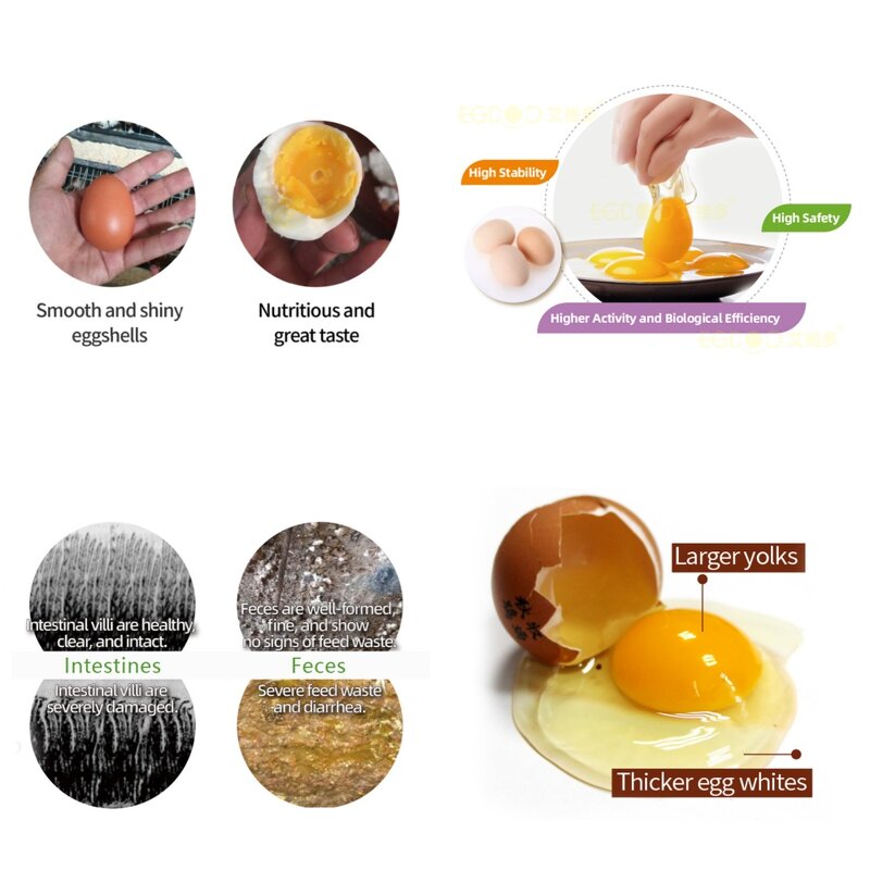 Layer Breeder Premix Manufacturer - Feed Grade Amino Acids to Enhance Egg Production