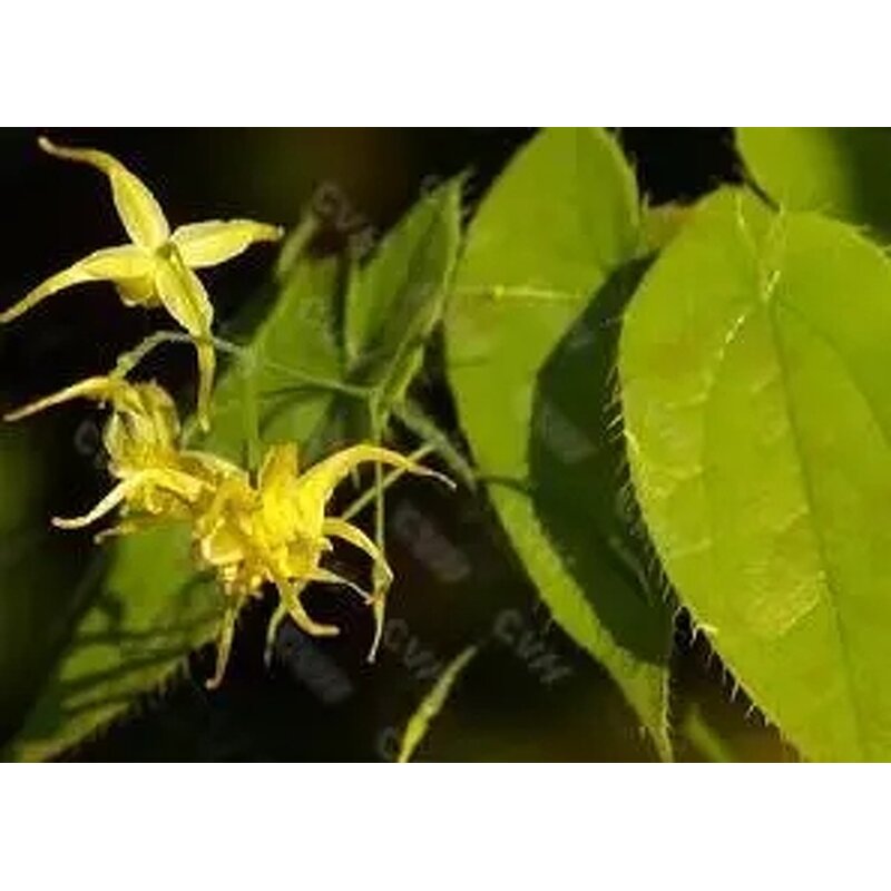 Epimedium Extract Capsules Manufacturer - 10%-60% Icariin Horny Goat Weed Wholesale