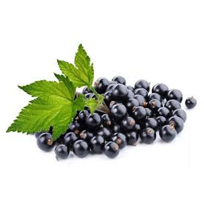 Black Currant Powder Factory - 99% Herbal Extract Vitamin C Food Grade Best Price