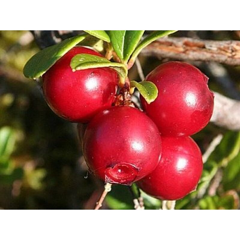 Alpha Arbutin Powder Manufacturer - Pure Healthcare Supplement Good Quality