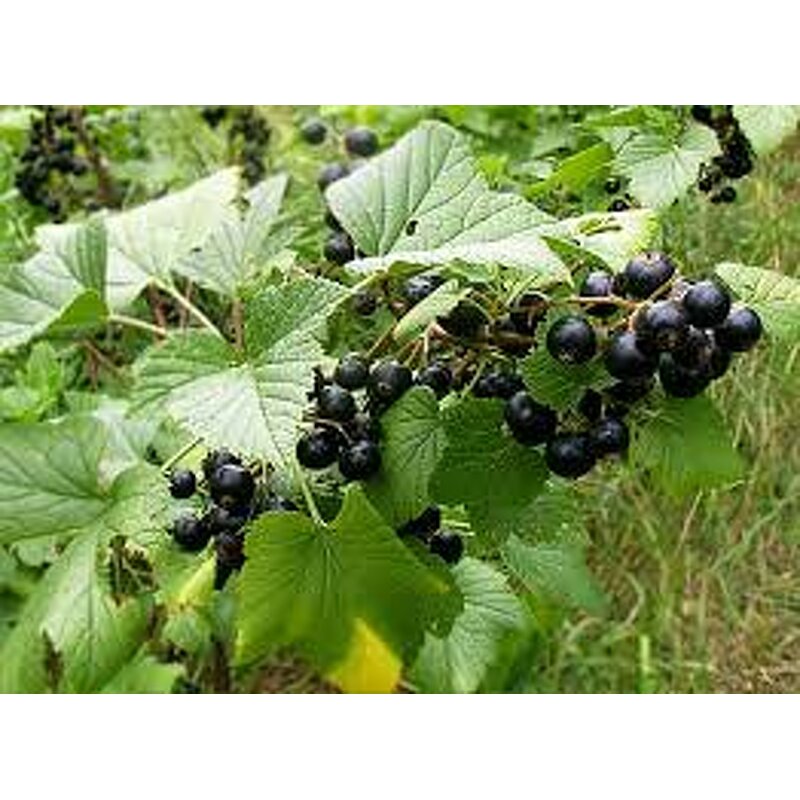 Black Currant Powder Factory - 99% Herbal Extract Vitamin C Food Grade Best Price