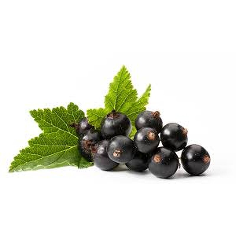 Blackcurrant Extract Powder Manufacturer - 20:1 100% Pure Water Soluble Food Grade Hot Selling