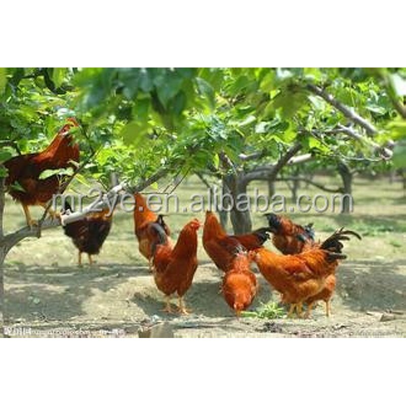 Dicalcium Phosphate - DCP Feed Grade Poultry Dog Fish Meal Additive