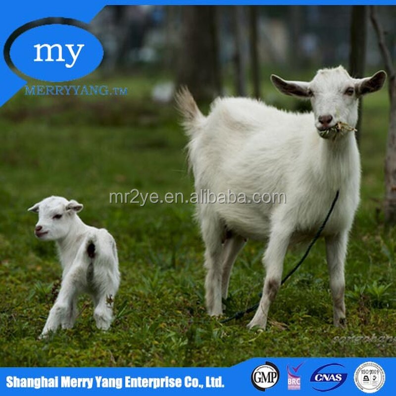 Sodium Aluminum Sulfate - Food Grade Sodium Sulphide Wholesale Additive