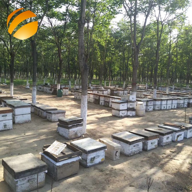 Beekeeping Supplier Wholesale Premium Pure Raw HACCP Chinese Natural Honey Bulk