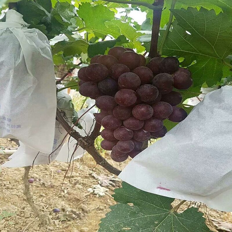 Fruit Protection Bags Manufacturer - Non-Woven Fabric Fruit Netting Cover Bags With Hole for Garden